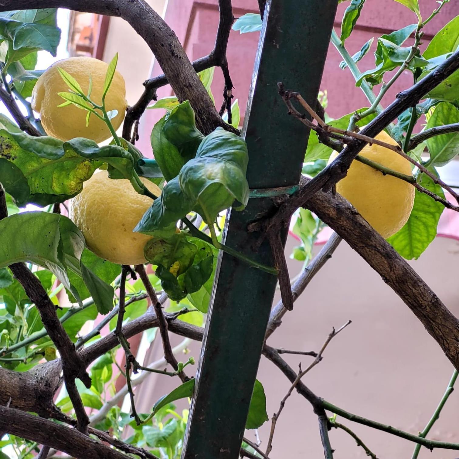 Casa Anselmo Guest House Pagani Εξωτερικό φωτογραφία